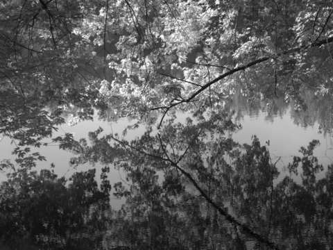 Trees and vines 251