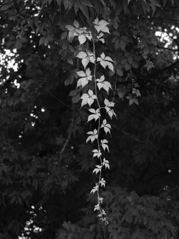 Trees and vines 331