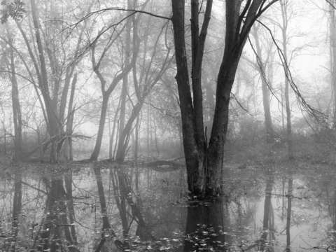 Trees and vines 333