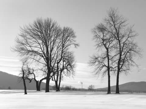 Winter Trees and Smokestack