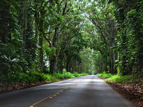 Tunnel of trees