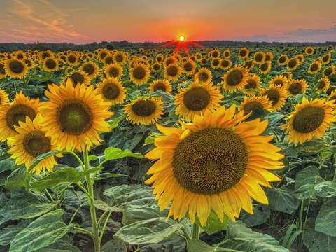 Sunset sunflowers