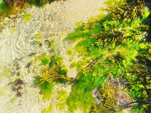 Seaweed 1