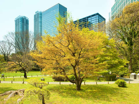 Hamarikyu garden 2