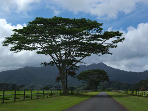Hawaiian road