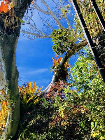 Tropical 3