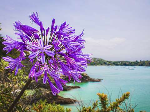 Lavender 4