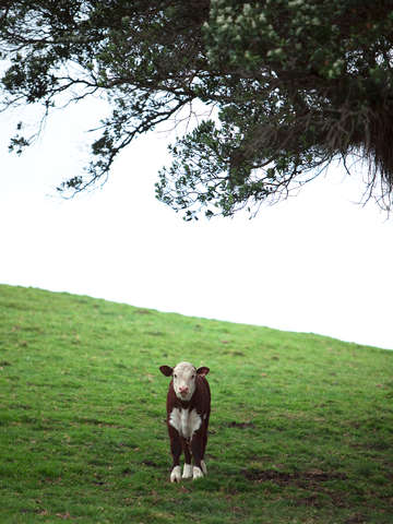 Curious calf