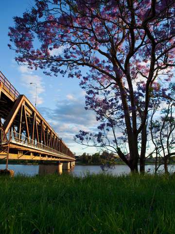 Grafton jacaranda