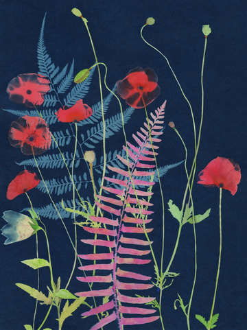 Cyanotype painting poppies 2020 2