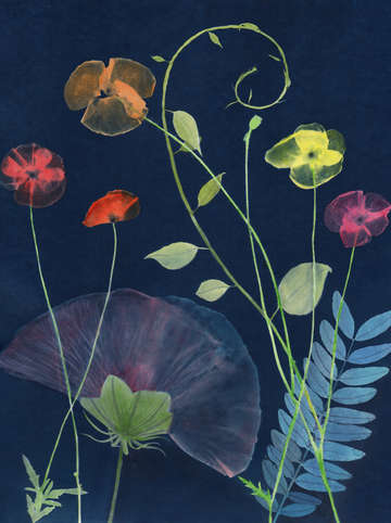 Cyanotype painting poppies 2020 3