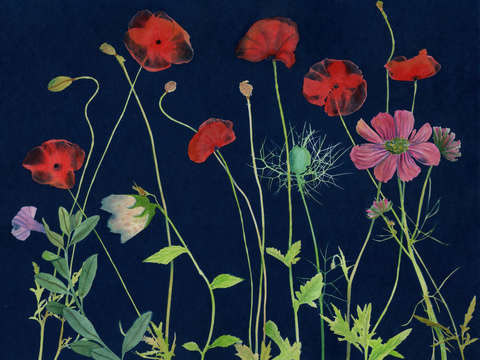 Cyanotype painting poppies 2020 1