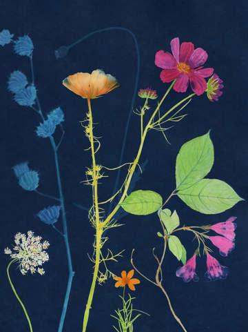 Cyanotype Painting (Cosmos 2020, 1)