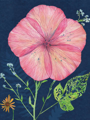Cyanotype painting pink hibiscus 2020 1
