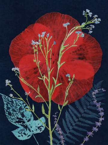 Cyanotype Painting (Red Hibiscus 2020, 1)