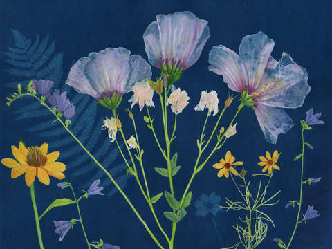 Cyanotype Painting (Rose of Sharon 2020, 1)