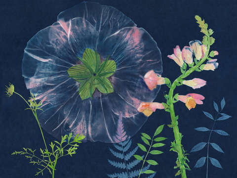 Cyanotype Painting (Hibiscus/Snapdragon 2020)