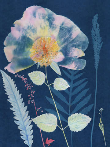 Cyanotype painting peony ferns 2020 1