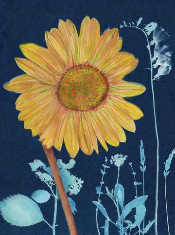 Cyanotype painting sunflower 2020 1