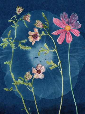 Cyanotype Painting (Venice Mallow, 2020, 1)