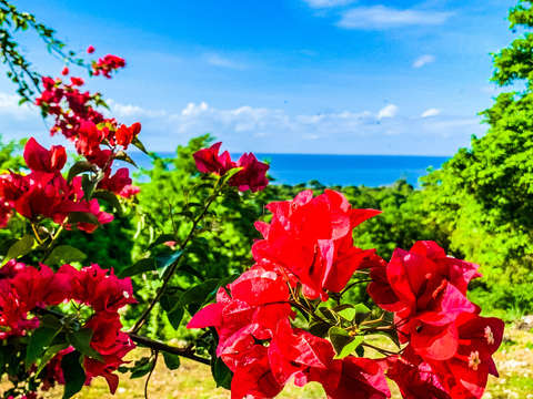 Flowe