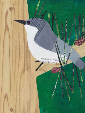 Pygmy Nuthatch