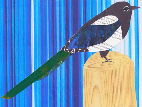Magpie