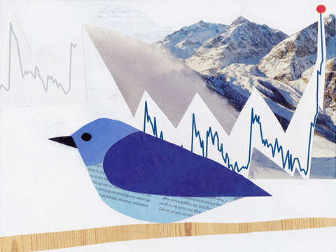 Mountain Blue Bird