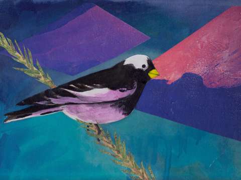 Rosy Finch