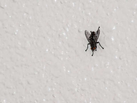 Fly on the wall