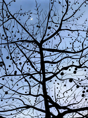 London plane tree and moon