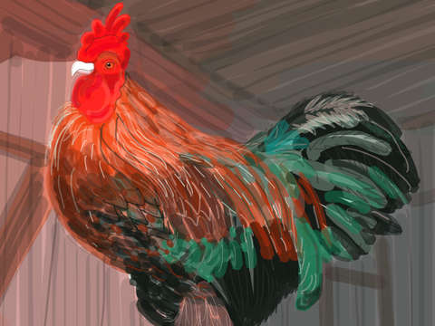 Rooster 5