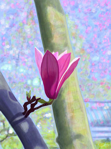 Magnolia blossom 13