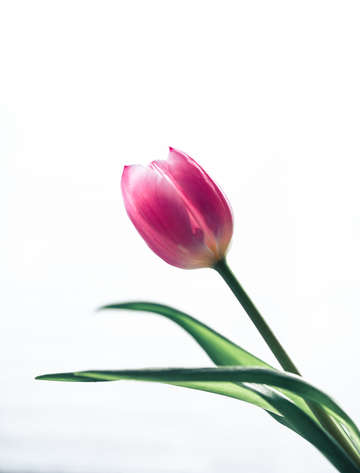 Tulip 1 2