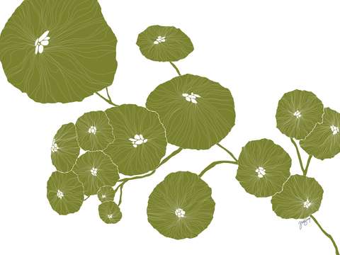 Pilea