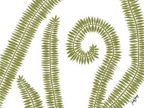 Curly fern