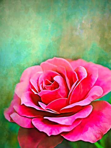 Exquisite Pink Rose