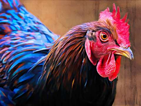 Backyard Hen