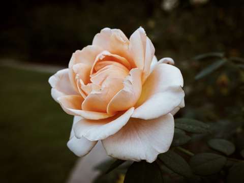 Autumn rose