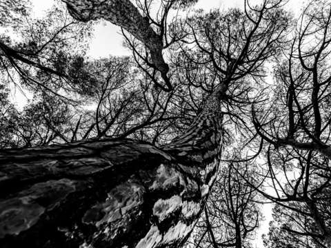 Isle de St. Marguerite Trees