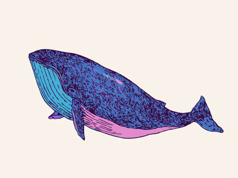 Whale in Blue