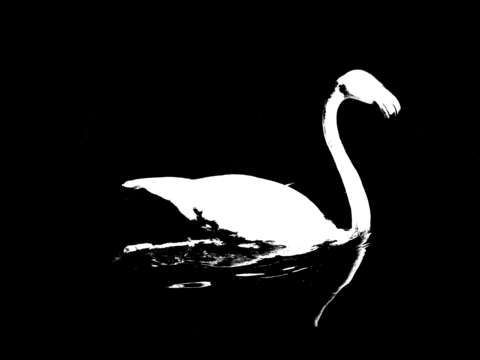 The swan