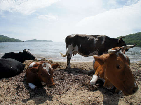 Cow winker