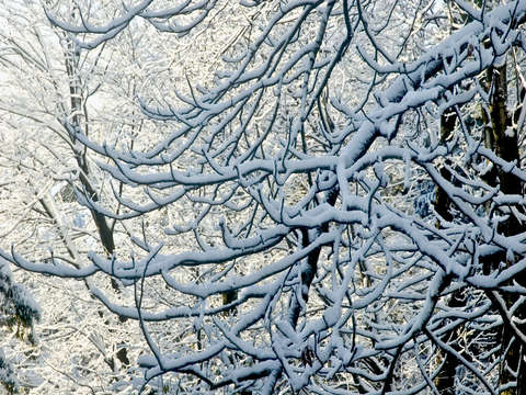 Winter branches