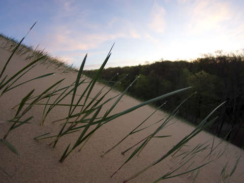 Dewy dune grass