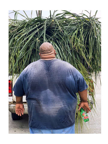 Perrier palms tortuga