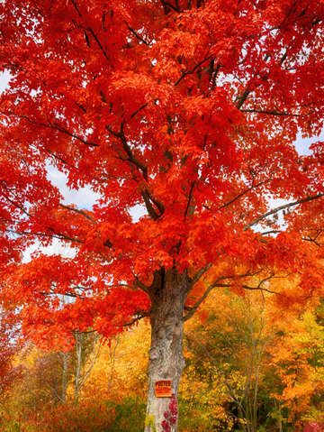 Autumn Trespass
