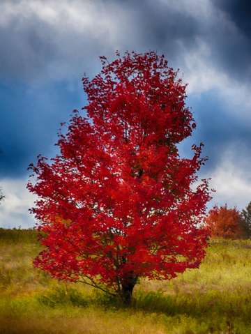 Red temptress