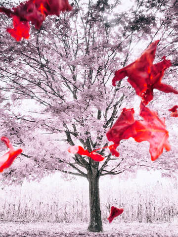 Red In Fall