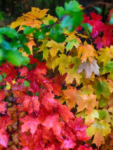 Palette Of Fall